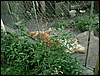 060705_PICT0105.JPG