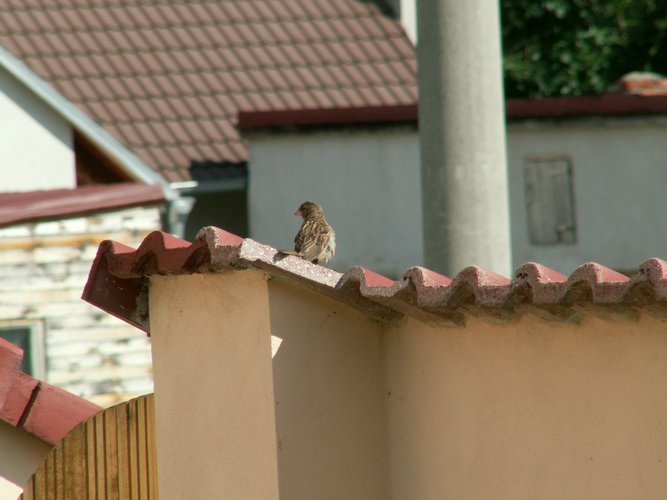 060713b_PICT0034.JPG
