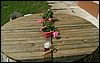 060713b_PICT0006.JPG