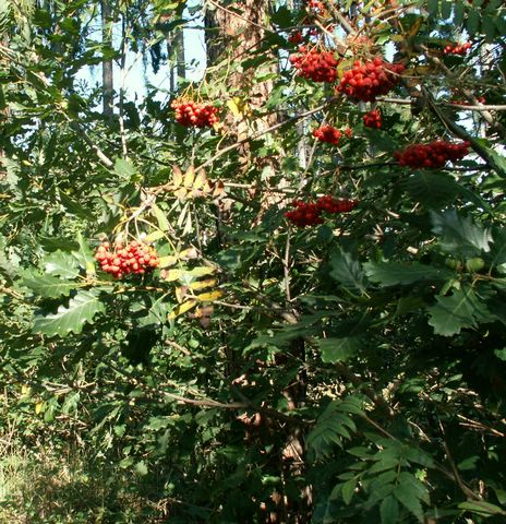 060909_PICT0006.JPG