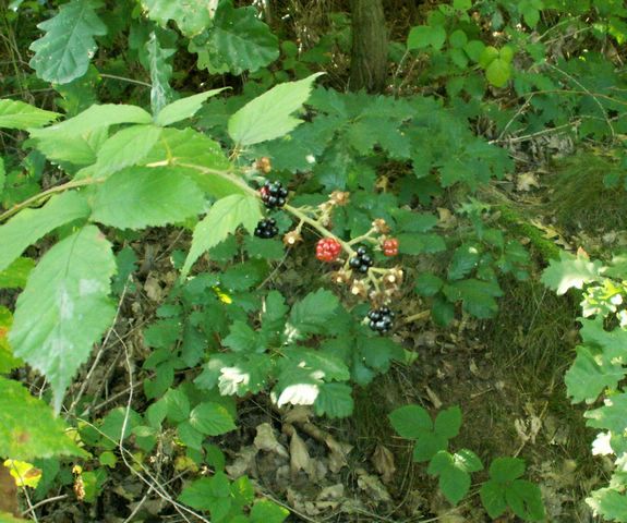 060909_PICT0007.JPG