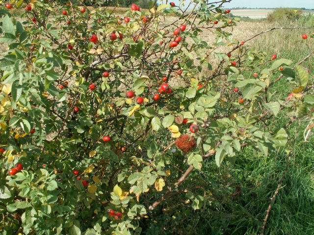 060909_PICT0058.JPG