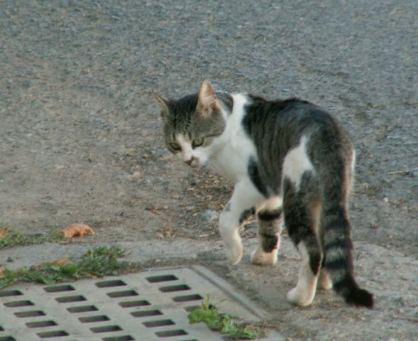 060909_PICT0104.JPG