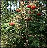 060909_PICT0006.JPG