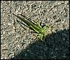 060909_PICT0042.JPG