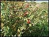 060909_PICT0058.JPG