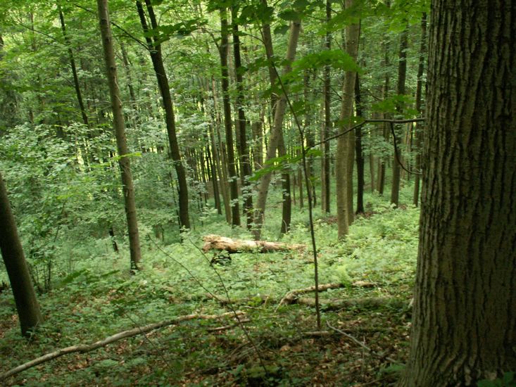 070706_PICT0020.JPG