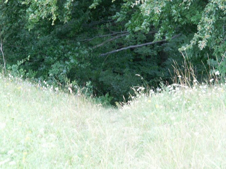 070706_PICT0023.JPG