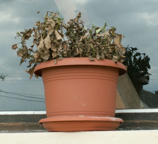 070830_PICT0003.JPG