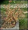 070830_PICT0006.JPG