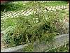 070830_PICT0010.JPG