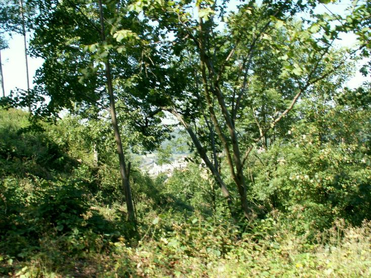 080906_PICT0040.JPG