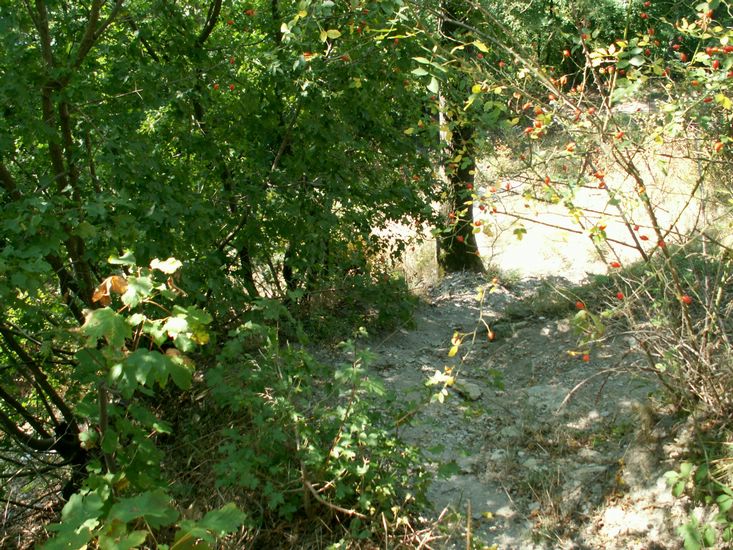 080906_PICT0062.JPG