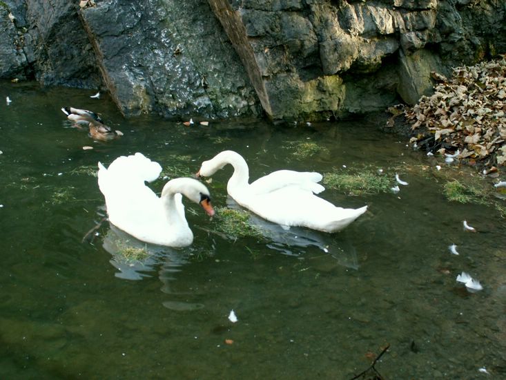 081026_PICT0031.JPG