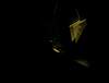 090411_PICT0076.JPG