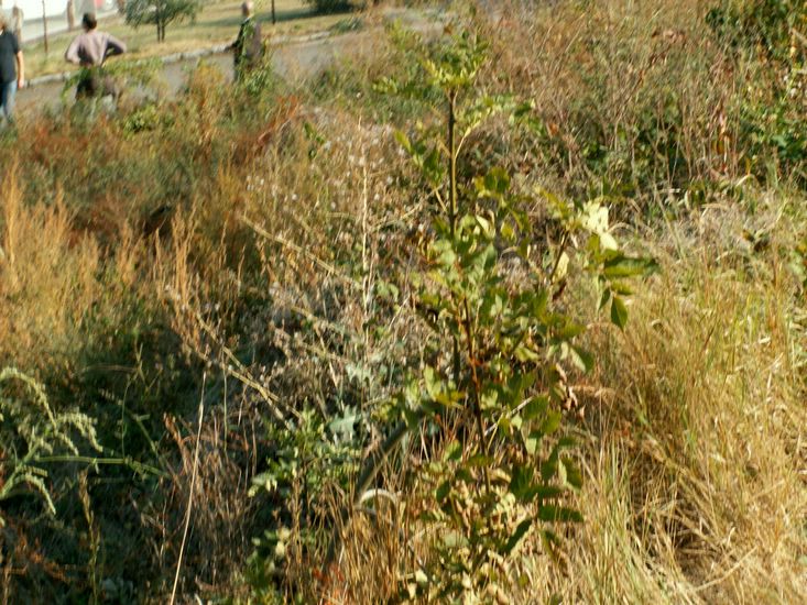 090926_PICT0085.JPG