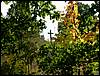 090926_PICT0061.JPG