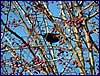 111231_berounka_030k.jpg