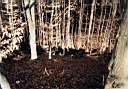Z0505.JPG