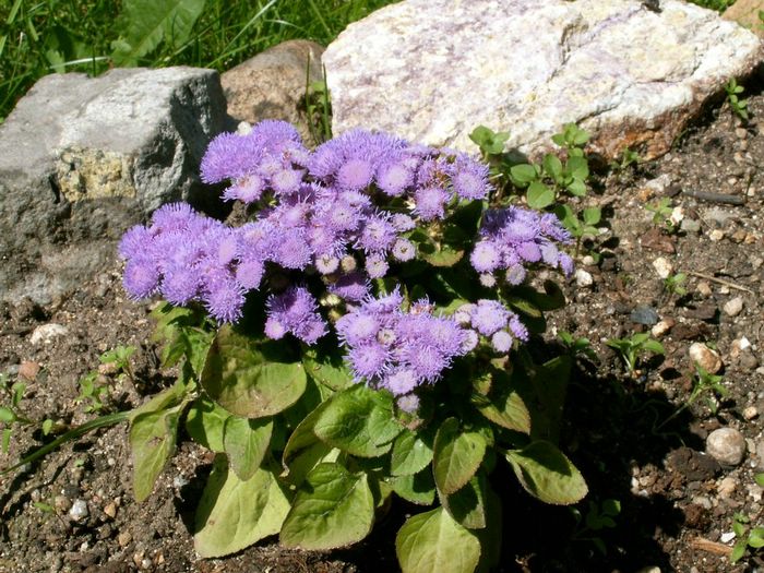 PICT0015.JPG