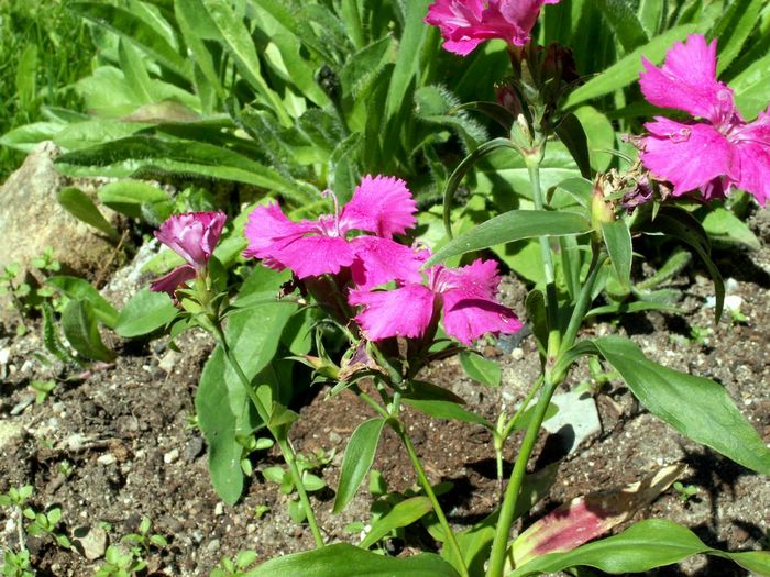 PICT0016.JPG