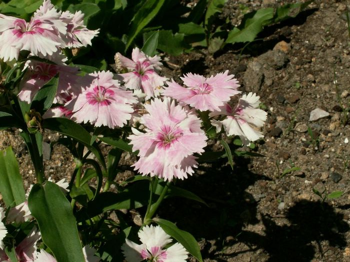 PICT0017.JPG