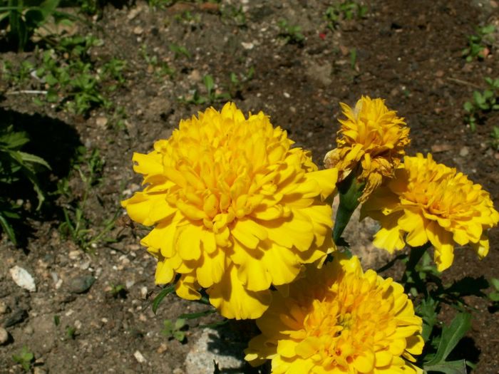 PICT0018.JPG
