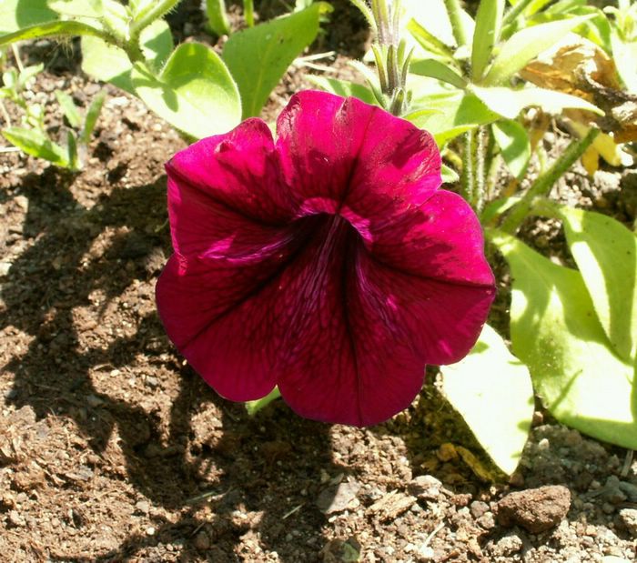PICT0019.JPG
