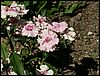 PICT0017.JPG