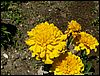 PICT0018.JPG