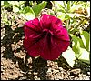 PICT0019.JPG