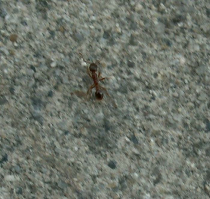 PICT0010.JPG