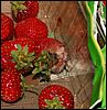 PICT0035.JPG