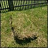 060613_PICT0063.JPG