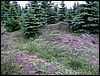 080612_PICT0033.JPG