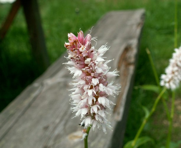 080609_PICT0015.JPG