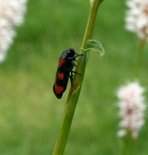 080609_PICT0016.JPG
