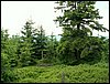 090610_PICT0146.JPG