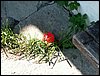 100605_PICT0044.JPG