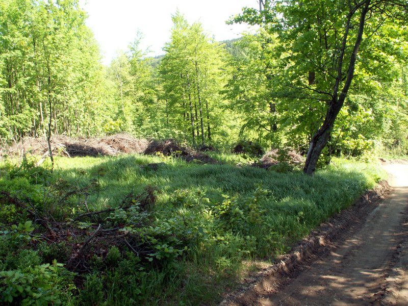 100606_PICT0036.JPG