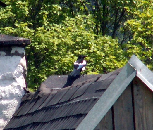 100606_PICT0075.JPG