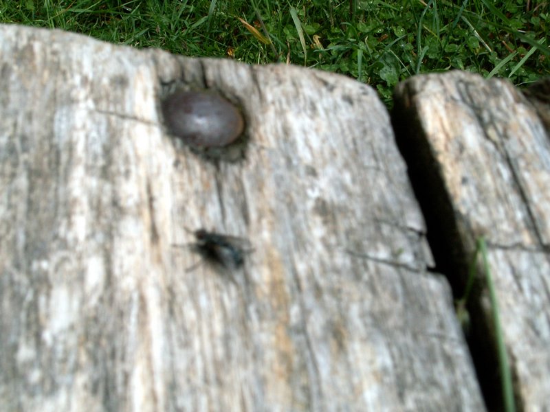 100607_PICT0040.JPG
