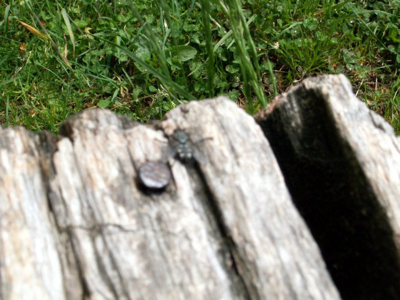 100607_PICT0041.JPG
