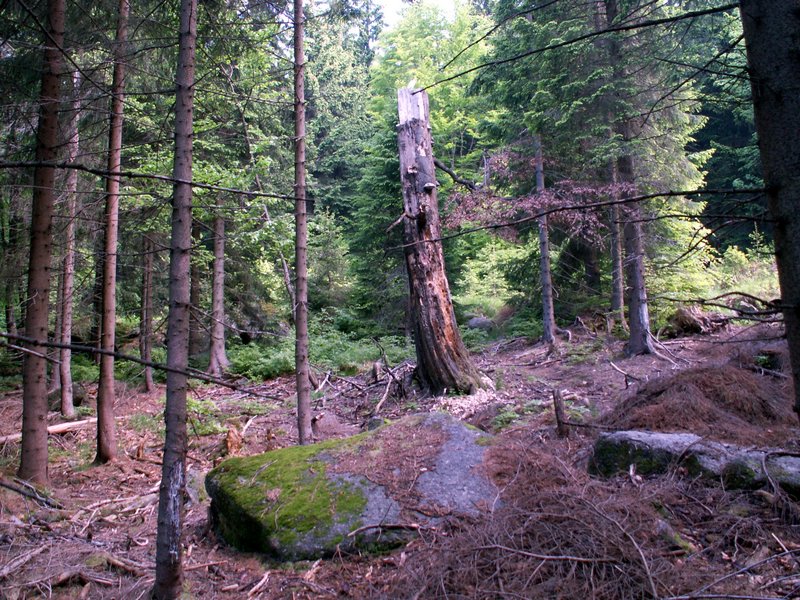 100609_PICT0005.JPG