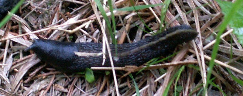 100609_PICT0006.JPG