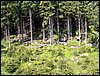 100609_PICT0018.JPG
