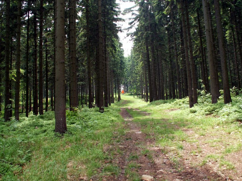 100610_PICT0007.JPG