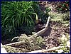 110604_HDO2011a_011.jpg