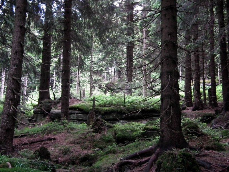110607_HDO2011d_029.jpg