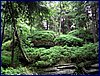 110607_HDO2011d_034.jpg